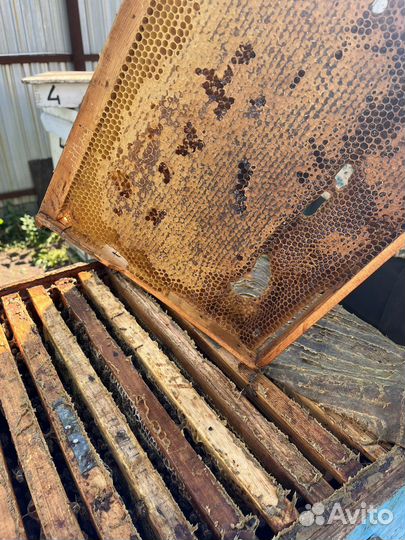 Мёд с собственной пасеки 2024 год сбора