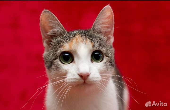 Молодая кошечка Лесенька в дар)