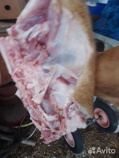 Продам мясо