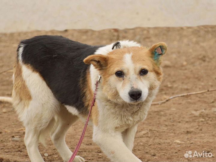 Маленькая собака