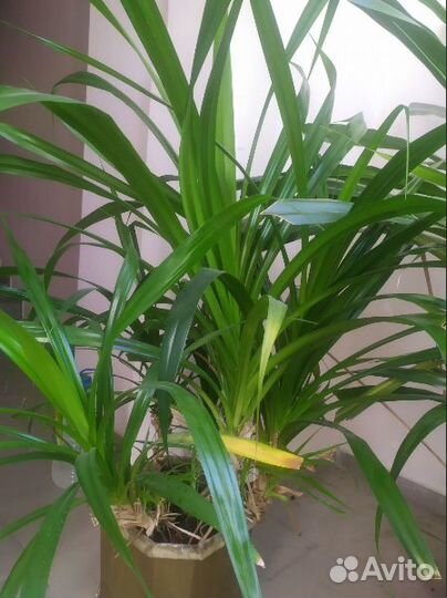 Пальма Панданус