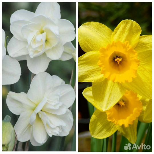 Многолетники ч 3