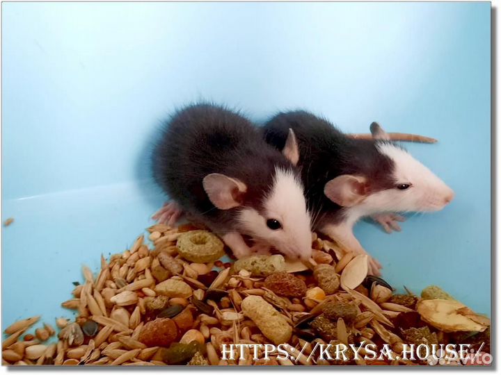 Крысы. Крысята Хаски (Дамбо)