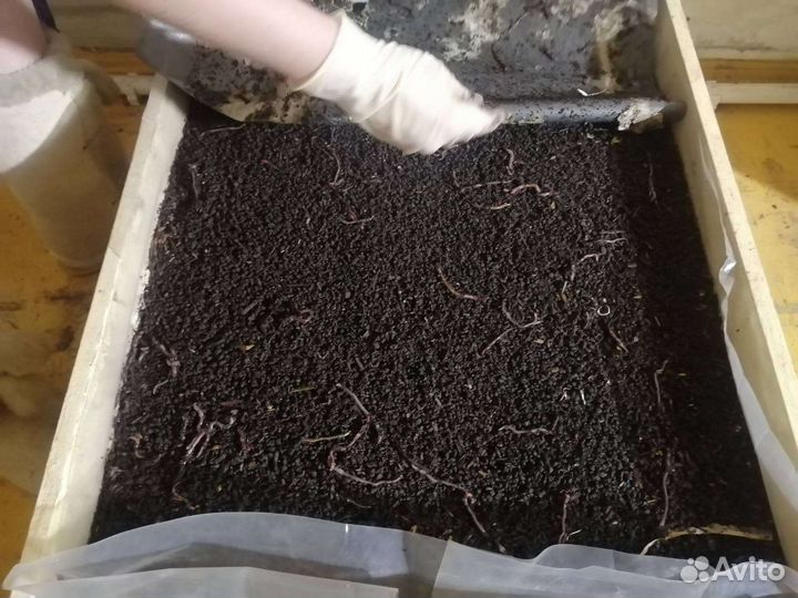 Калифорнийские черви для рыбалки