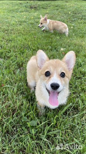 Девочки вельш корги пемброк 3 месяца