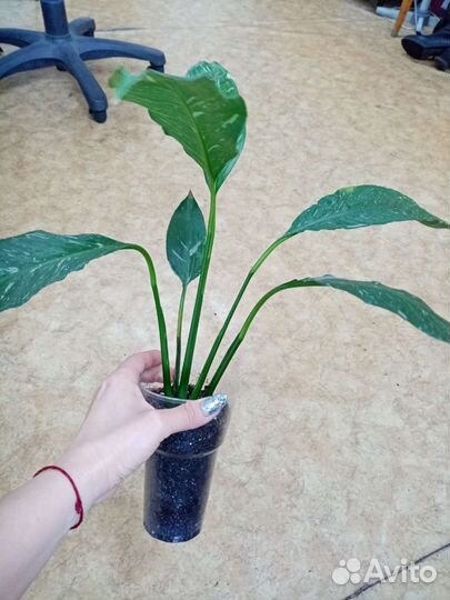 Спатифиллум,зебрина, замиакулькас, крассандра,рео