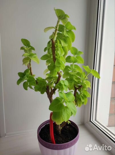 Мята в горшке