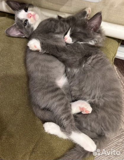 Подарю котят