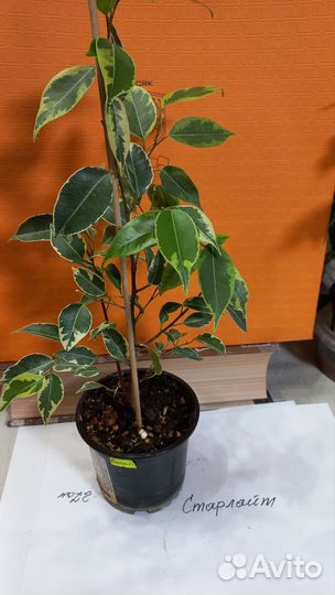 Фикус бенджамина