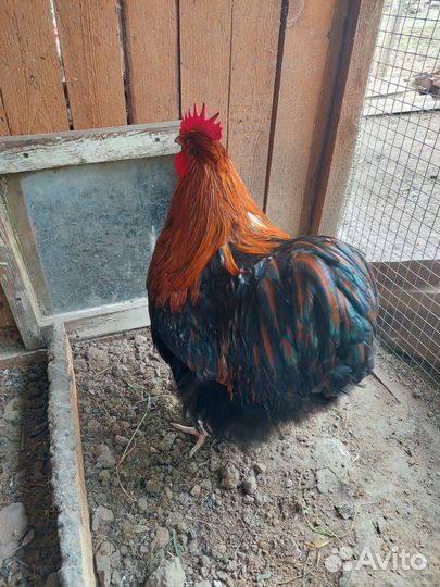 Петух Орпингтон