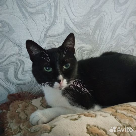 Котик в добрые руки