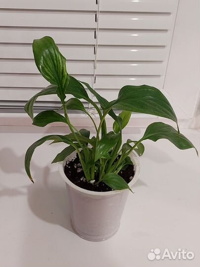 Спатифиллум шопен