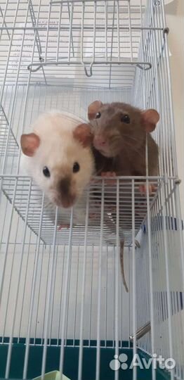 Крыса Дамбо на вязку