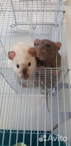 Крыса Дамбо на вязку