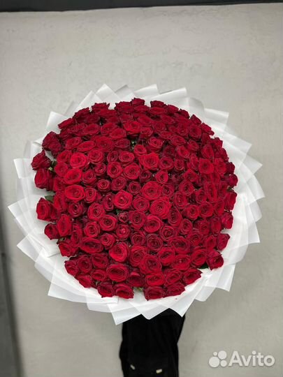 Роза 201,151,101,51