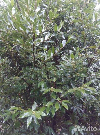 Лавровое дерево