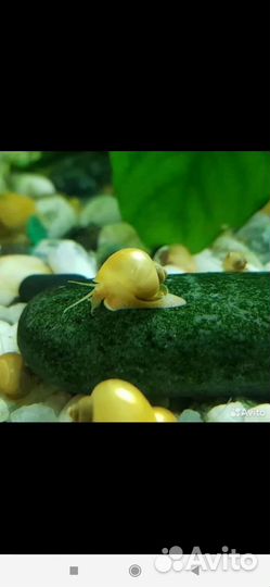 Улитки ампулярии