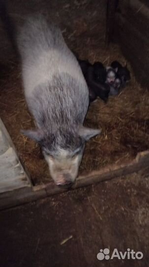 Поросята вьетнамские вислобрюхие