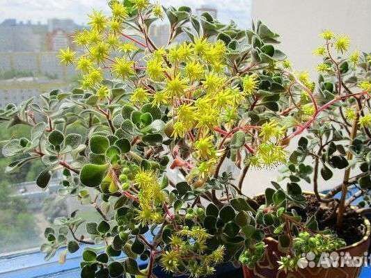 Аихризон (дерево любви)