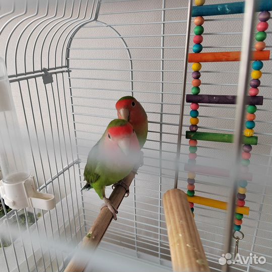 Попугаи неразлучники