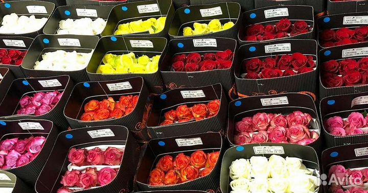 Цветы оптом розы хризантемы. Доставка