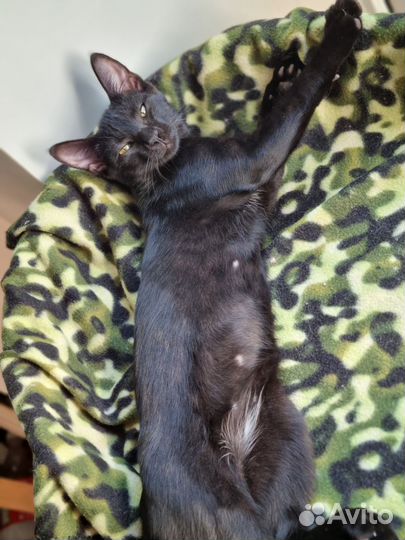 Кошки в добрые руки