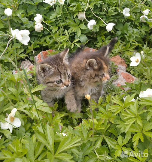 2 мальчика, и 2 девочки, отдам в хорошие руки