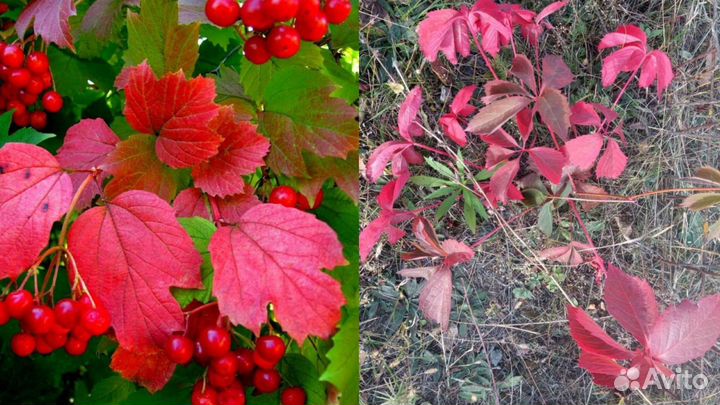 Калина, девичий виноград