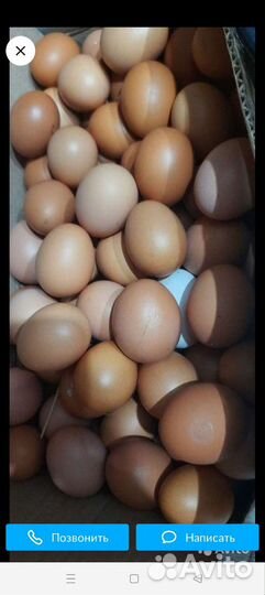 Домашние куриные яйца