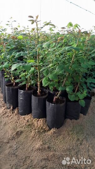 Кустовые розы саженцы