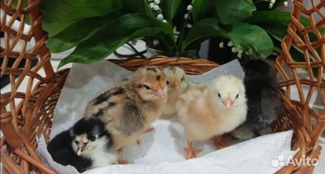 Цыплята суточные несушки