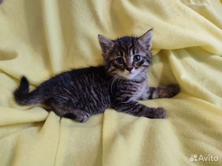 Котëнок Джэк ищет дом