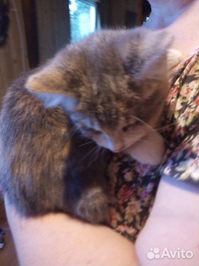 Котёнок (девочка)