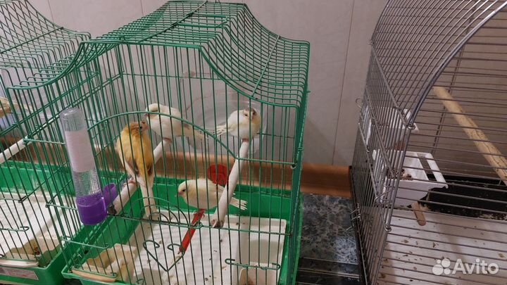 Кенары и канарейки от заводчика