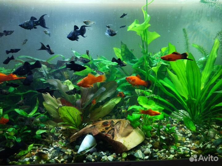 Гуппи,моллинезии