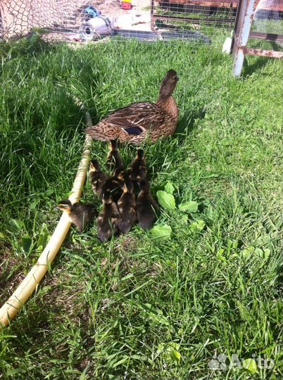 Утка подсадная