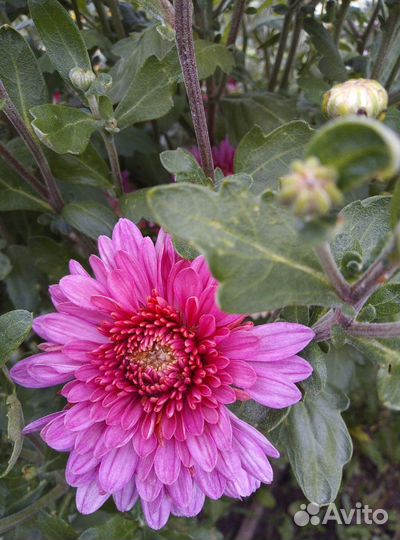 Хризантема