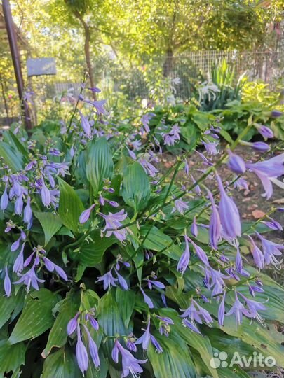 Хоста - большой куст