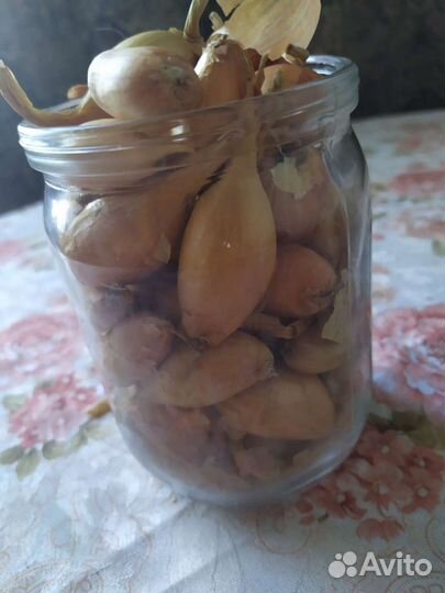 Лук семейный на посадку