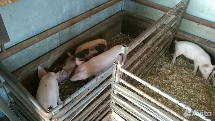 Поросята, г. Жиздра