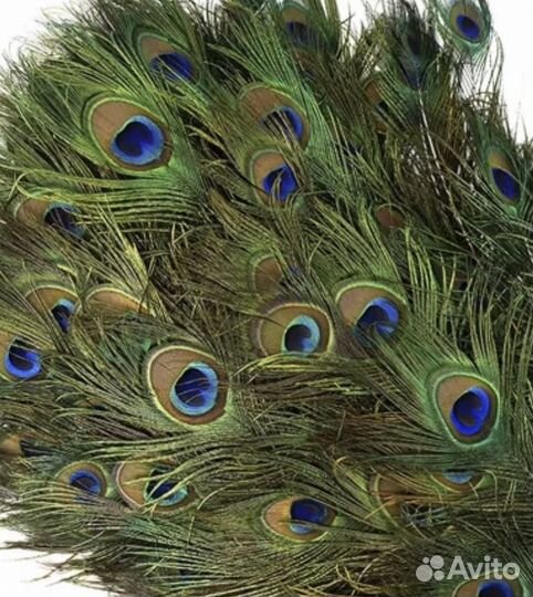 Перо Павлина