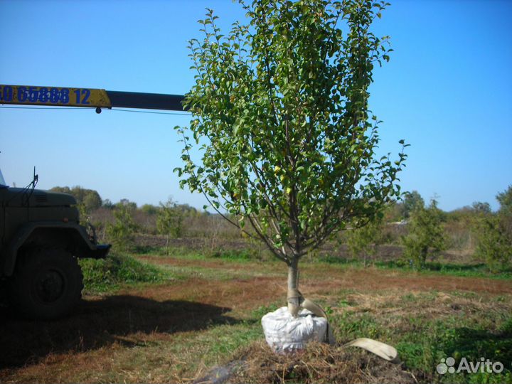 Яблоня Крупномер