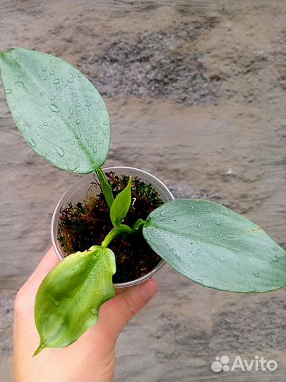 Филодендроны