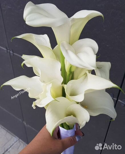 Каллы Букет из калл