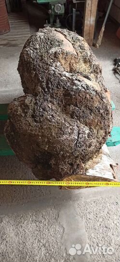 Сувель березовый