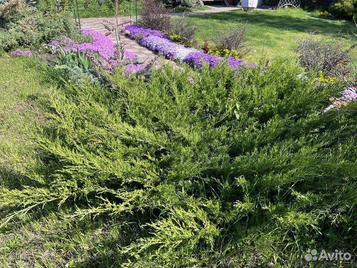 Можжевельник средний Mint Julep