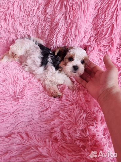 Девочка и мальчик бивер