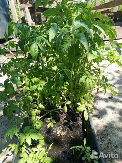 Рассада помидор и перцев, огурцов, дыни