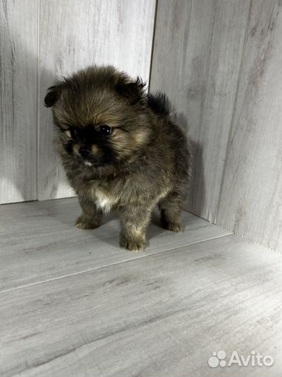 Померанский шпиц мини