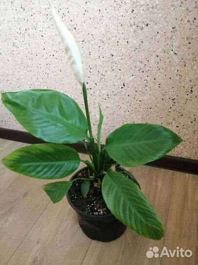 Спатифиллум